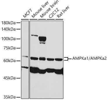 AMPKa1/AMPKa2 Rabbit pAb