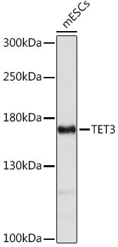 TET3 Rabbit pAb