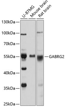 GABRG2 Rabbit pAb
