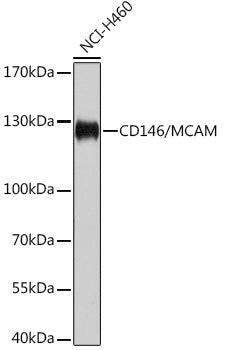 CD146/MCAM Rabbit pAb