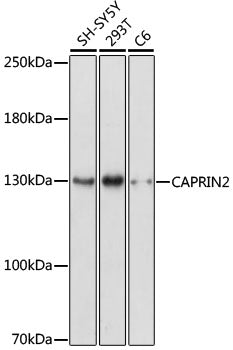 CAPRIN2 Rabbit pAb