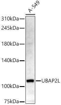 UBAP2L Rabbit pAb
