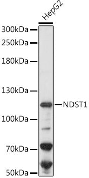 NDST1 Rabbit pAb