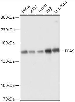 PFAS Rabbit pAb