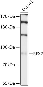 RFX2 Rabbit pAb