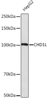 CHD1L Rabbit mAb