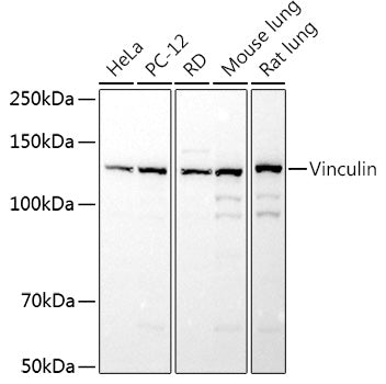 Vinculin Rabbit pAb