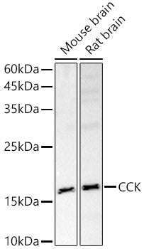 CCK Rabbit pAb