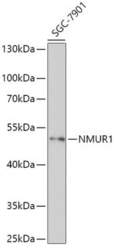 NMUR1 Rabbit pAb
