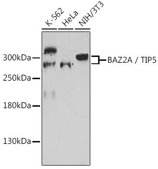 BAZ2A / TIP5 Rabbit pAb