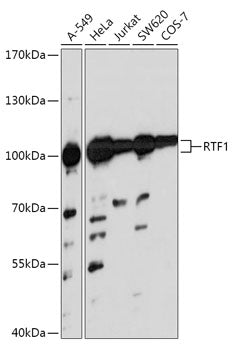 RTF1 Rabbit pAb