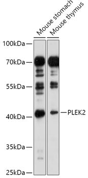 PLEK2 Rabbit pAb