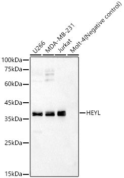 HEYL Rabbit pAb