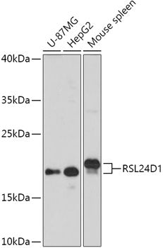 RSL24D1 Rabbit pAb