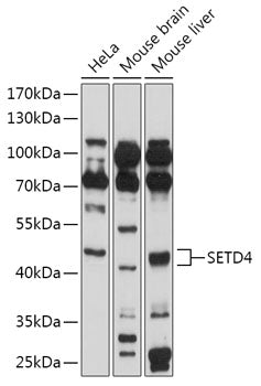 SETD4 Rabbit pAb