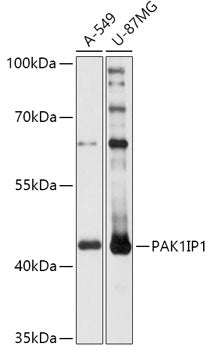 PAK1IP1 Rabbit pAb
