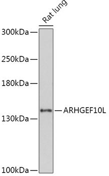 ARHGEF10L Rabbit pAb