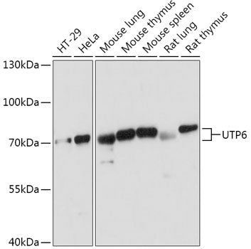 UTP6 Rabbit pAb