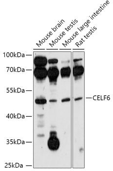 CELF6 Rabbit pAb