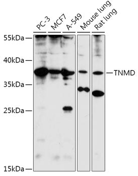 TNMD Rabbit pAb