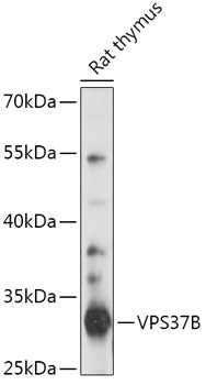 VPS37B Rabbit pAb