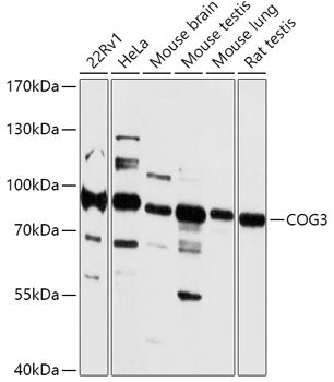 COG3 Rabbit pAb