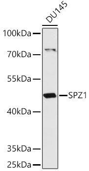 SPZ1 Rabbit pAb