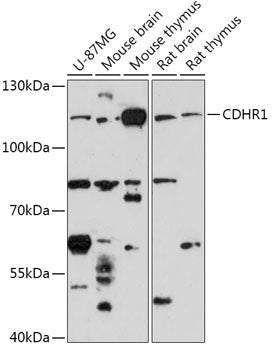 CDHR1 Rabbit pAb