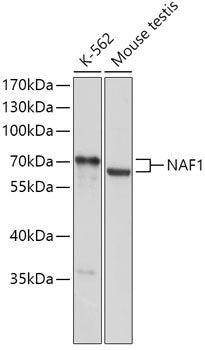 NAF1 Rabbit pAb