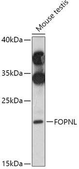 FOPNL Rabbit pAb