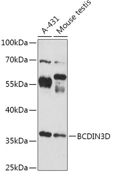 BCDIN3D Rabbit pAb