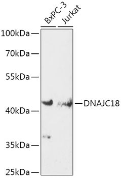 DNAJC18 Rabbit pAb