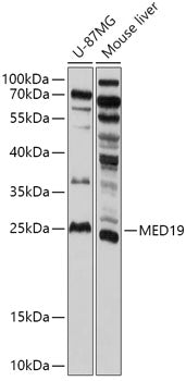 MED19 Rabbit pAb