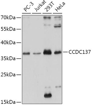 CCDC137 Rabbit pAb