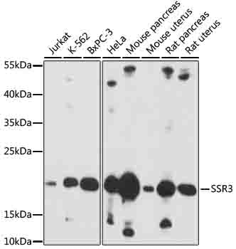 SSR3 Rabbit pAb