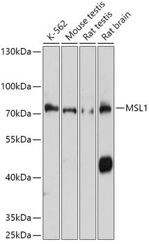 MSL1 Rabbit pAb