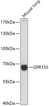 GPR153 Rabbit pAb