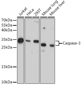 Caspase-3 Mouse mAb