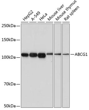 ABCG1 Rabbit mAb