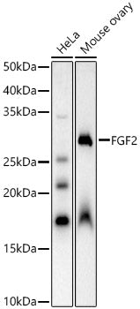 FGF2 Rabbit pAb