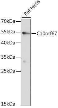C10orf67 Rabbit pAb