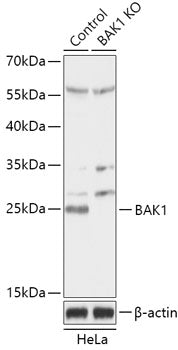[KO Validated] Bak Rabbit pAb