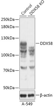[KO Validated] Rig-I/DDX58 Rabbit pAb