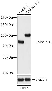 [KO Validated] Calpain 1 Rabbit pAb