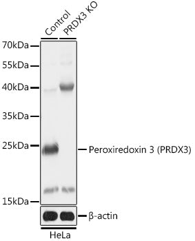 [KO Validated] Peroxiredoxin 3 (PRDX3) Rabbit pAb
