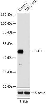 [KO Validated] IDH1 Rabbit pAb