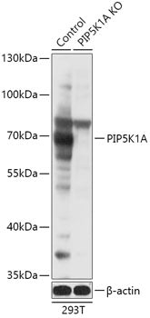 [KO Validated] PIP5K1A Rabbit pAb