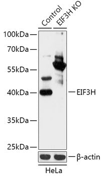 [KO Validated] EIF3H Rabbit pAb