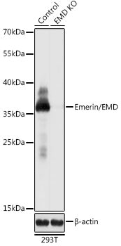 [KO Validated] Emerin/EMD Rabbit pAb
