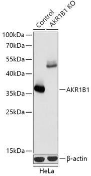 [KO Validated] AKR1B1 Rabbit pAb